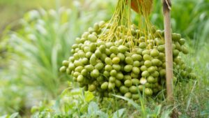 Green Date Palm Fruit in Close-up Photography