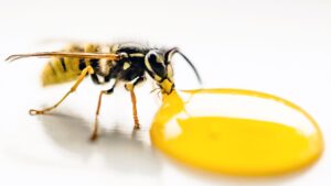 Macro Photography of Bee Sipping on Liquid